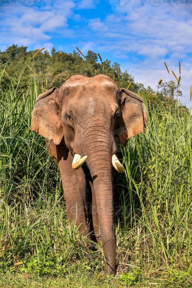 asiatisk elefant det är ett stort däggdjur. foto