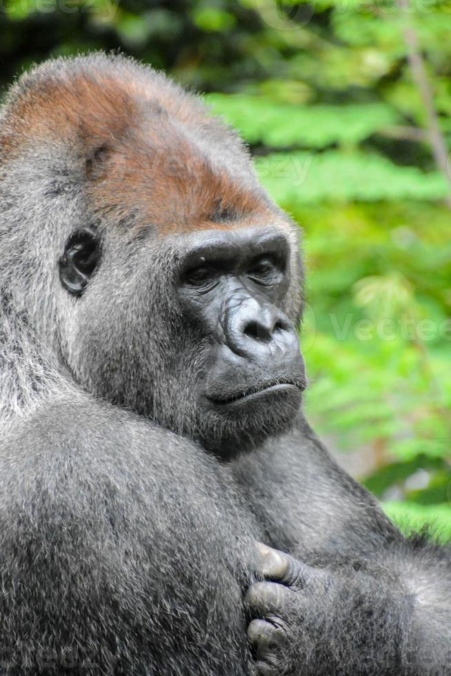 bakgrund med en gorilla foto