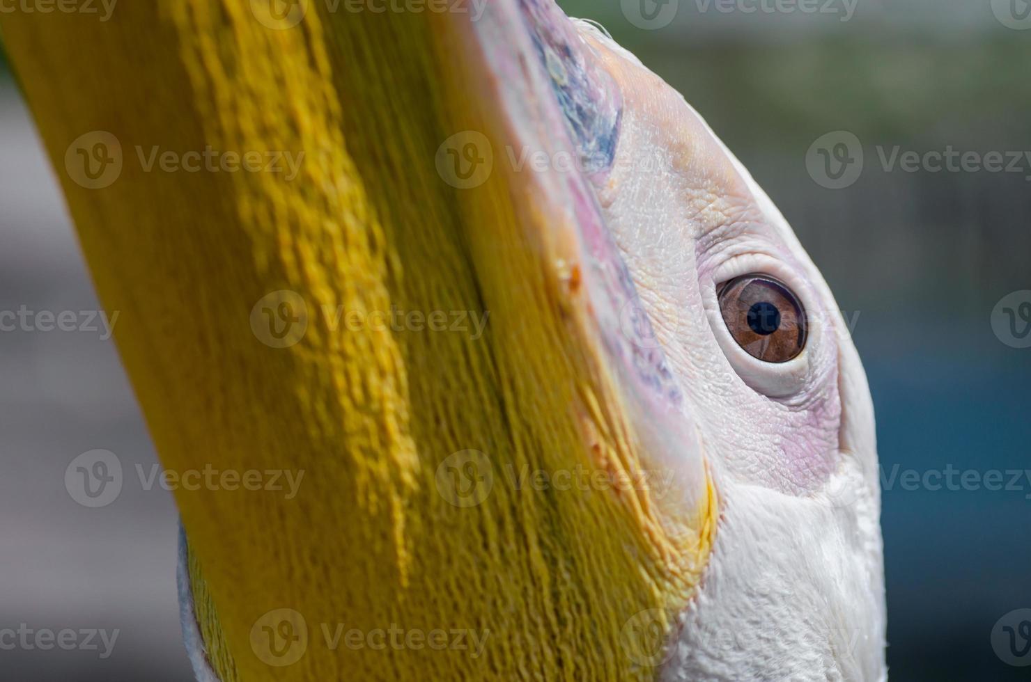 närbild av ett pelikanansikte foto