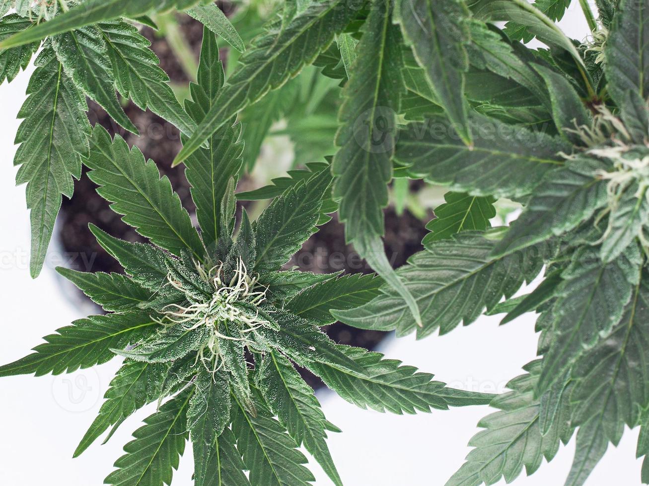 cannabis knoppar på en vit bakgrund foto
