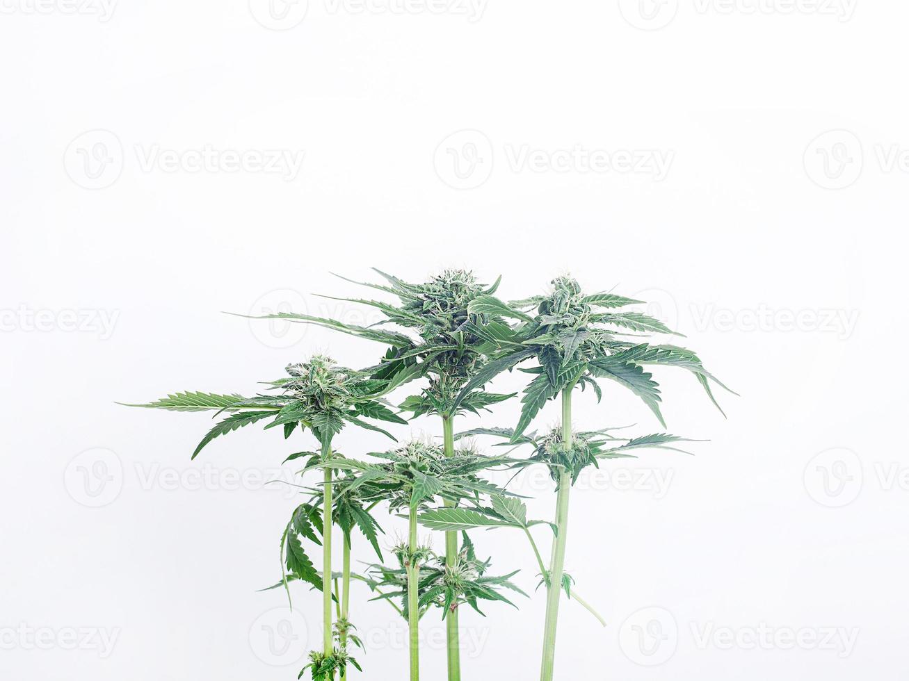 blommande cannabisbuske på vit bakgrund foto