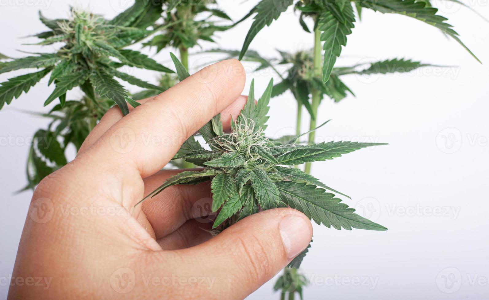 en odlare håller en cannabisknopp medan han letar efter mögel foto