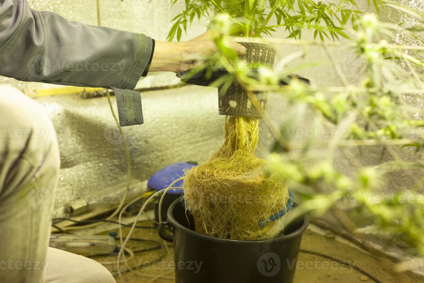 odling av hydroponisk cannabis foto