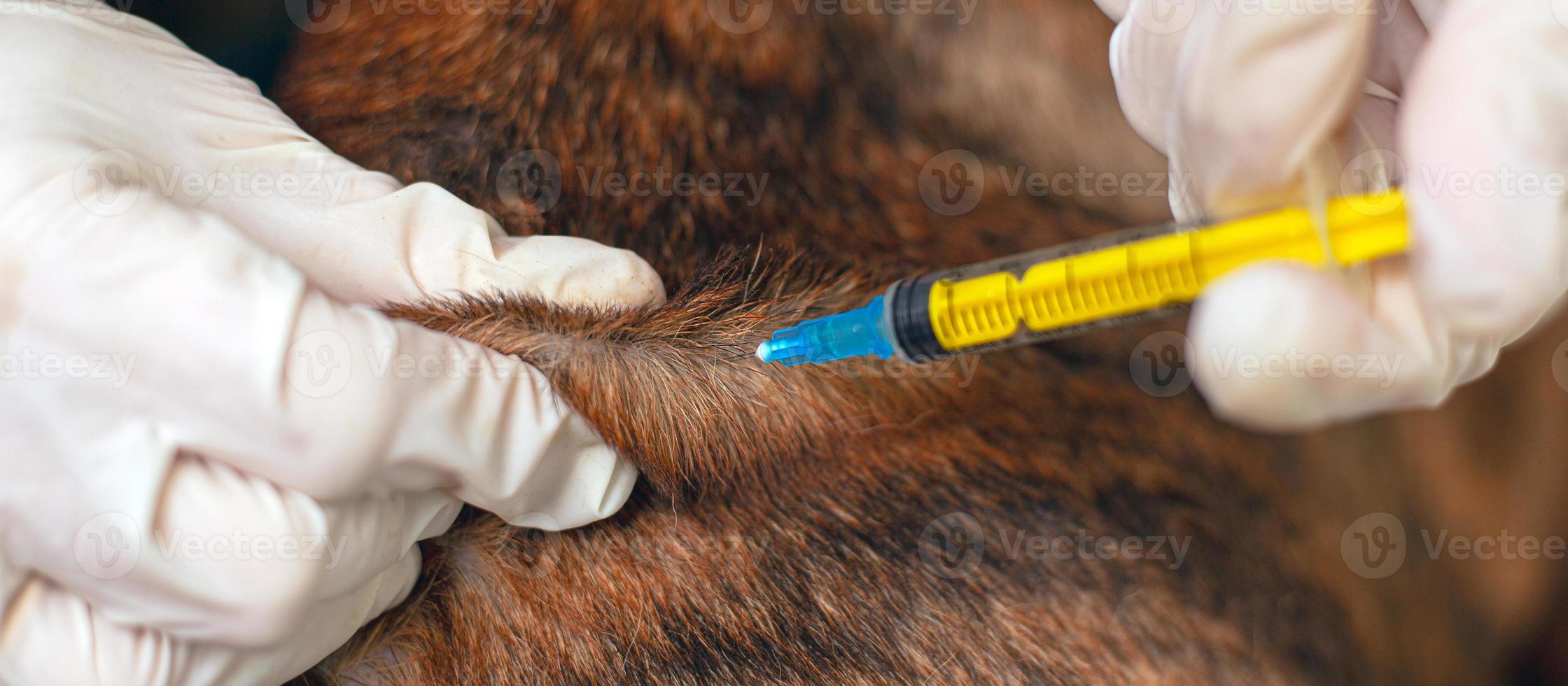 läkare veterinär ger en injektion till ett djur foto