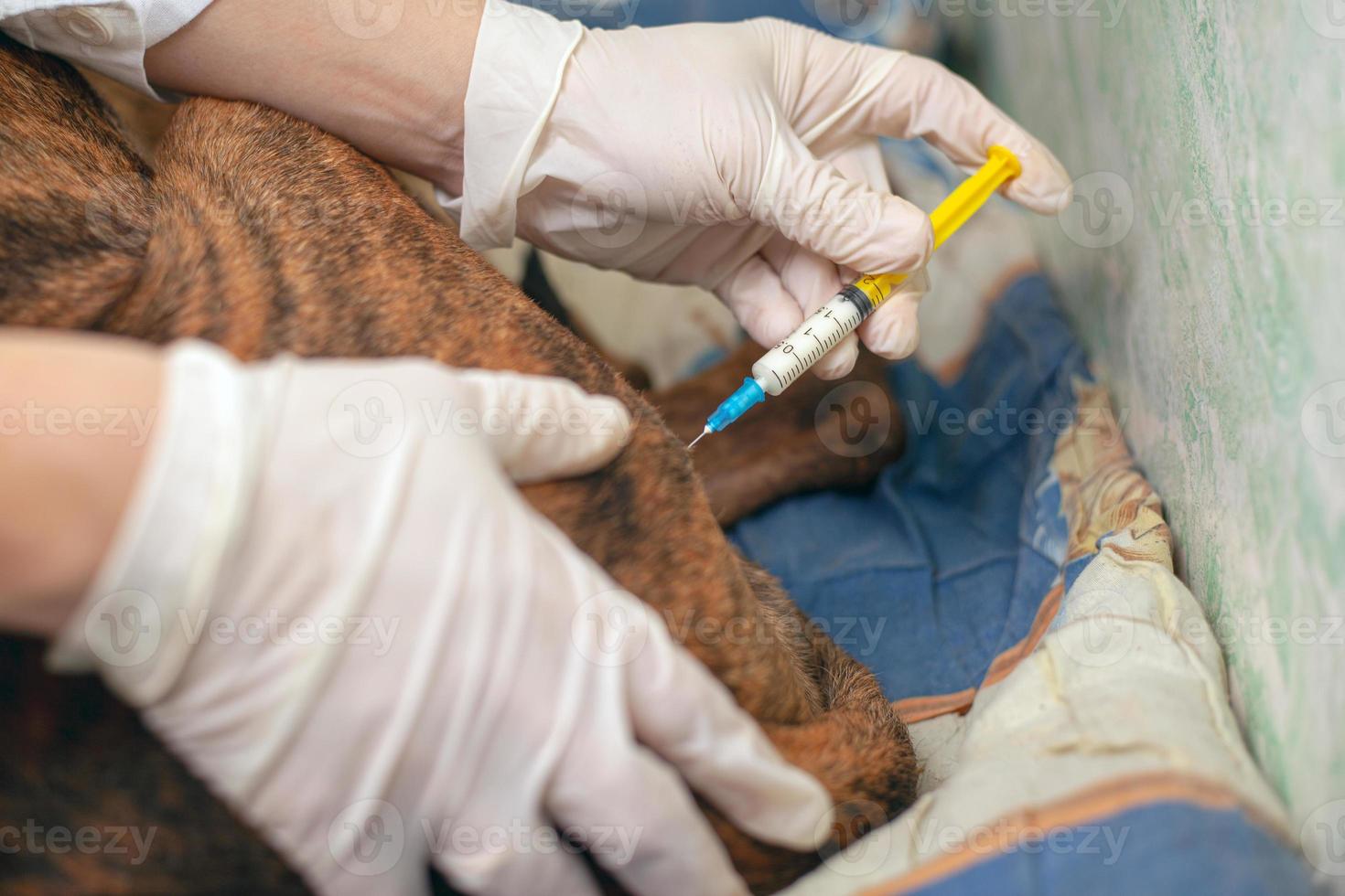 läkare veterinär ger en injektion till en hund rabies vaccin närbild foto