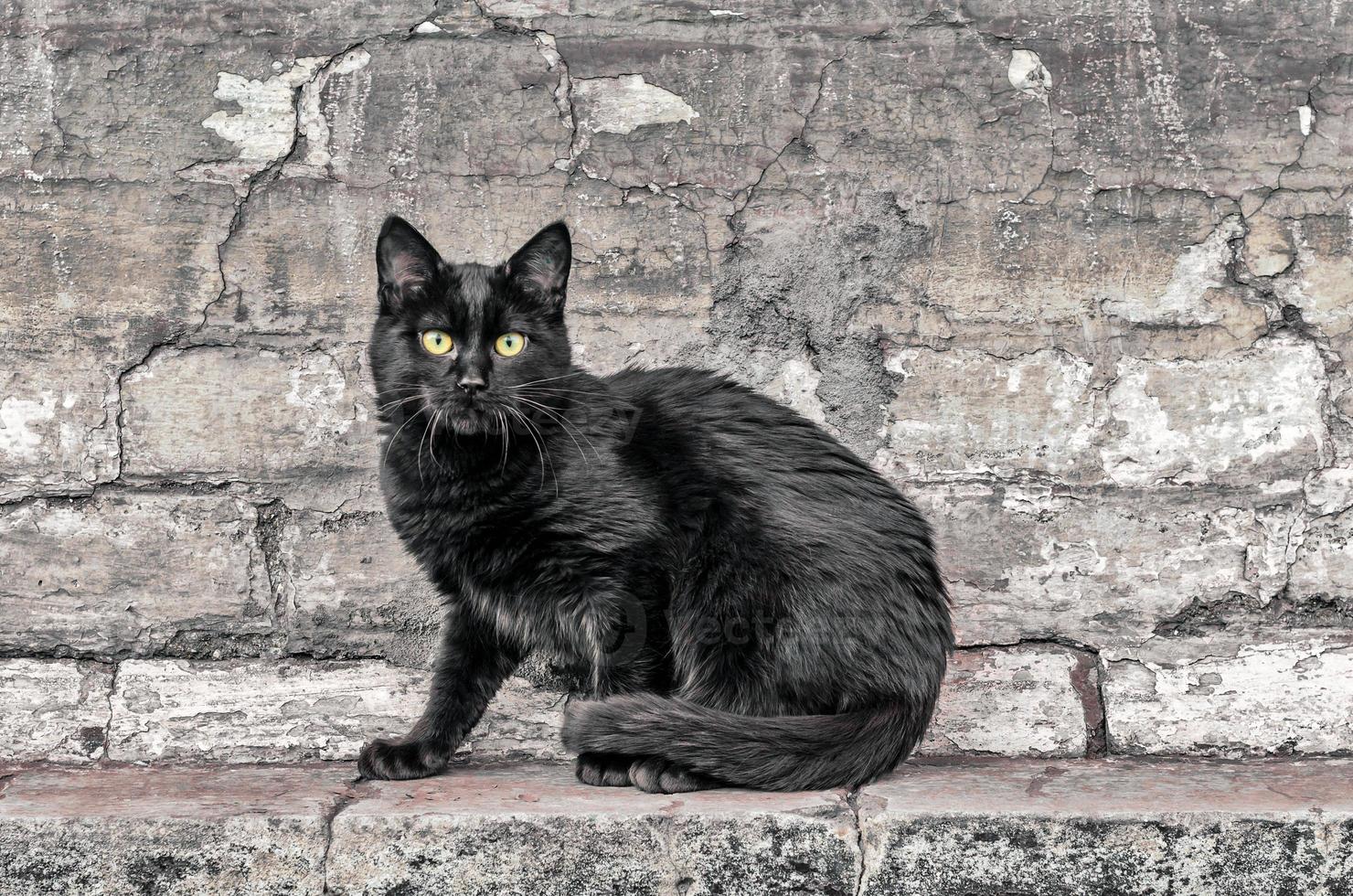 svart katt sitter på tegelvägg foto