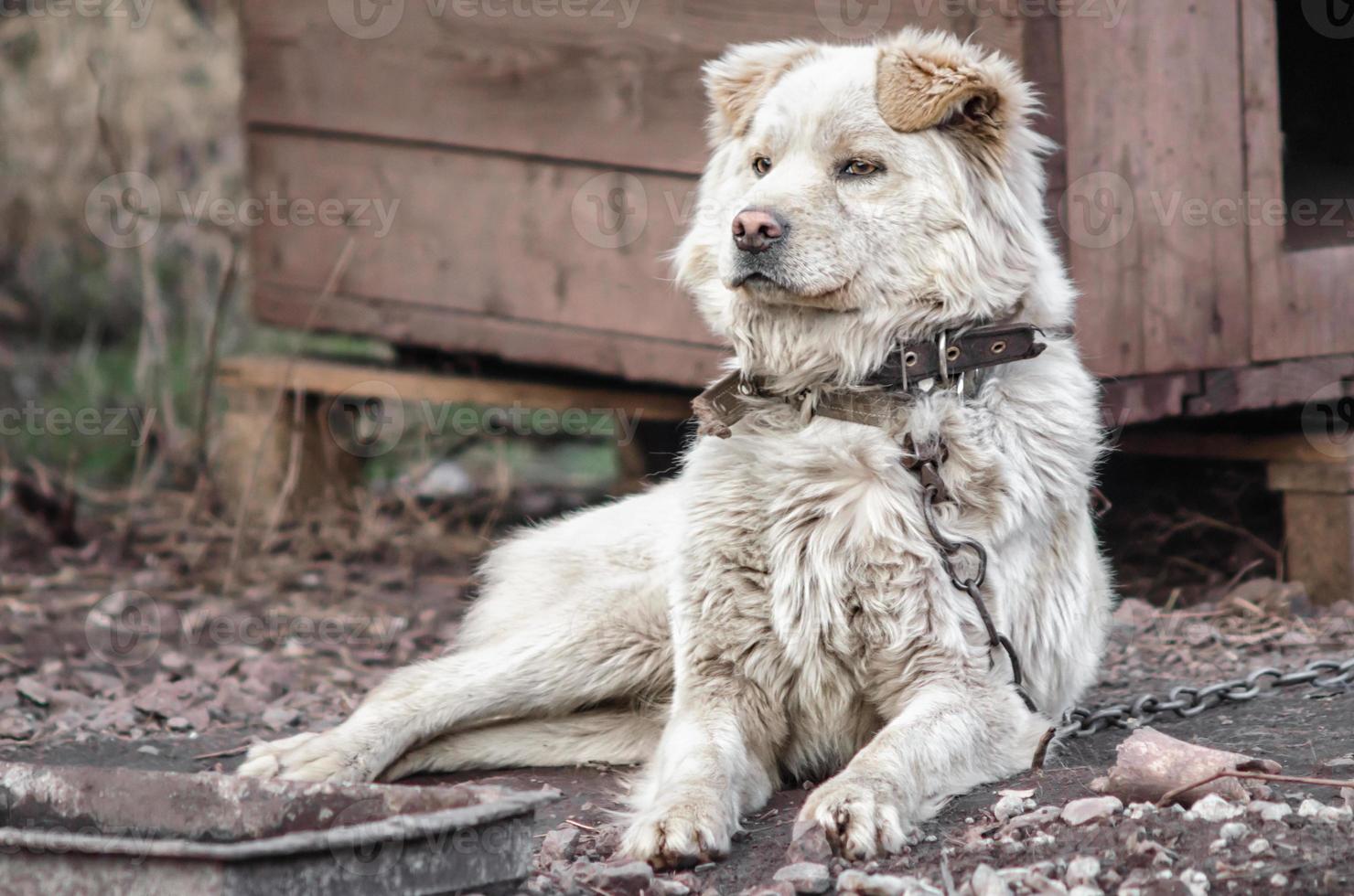 vit hund på en kedja foto