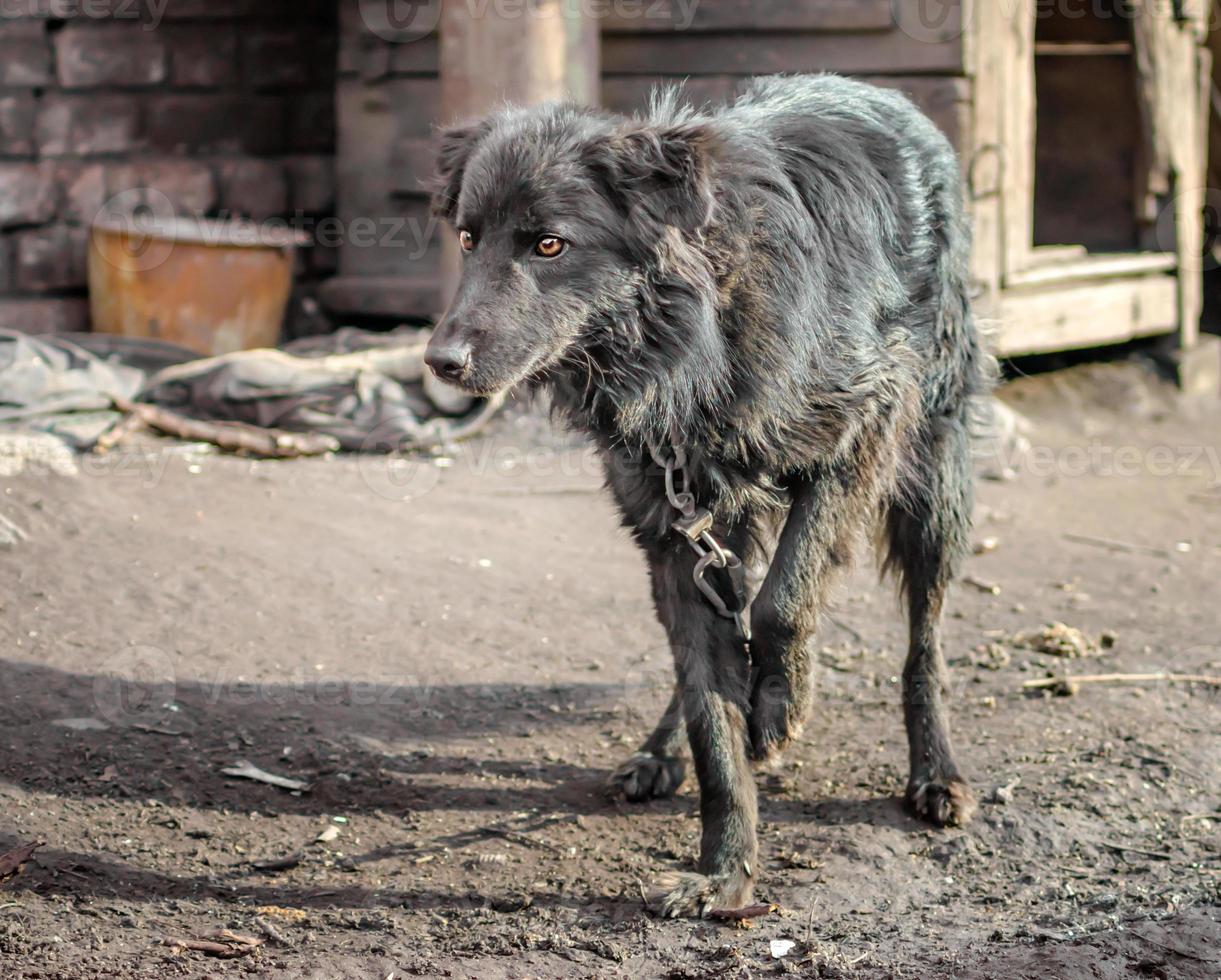 svart hund på en kedja utanför foto