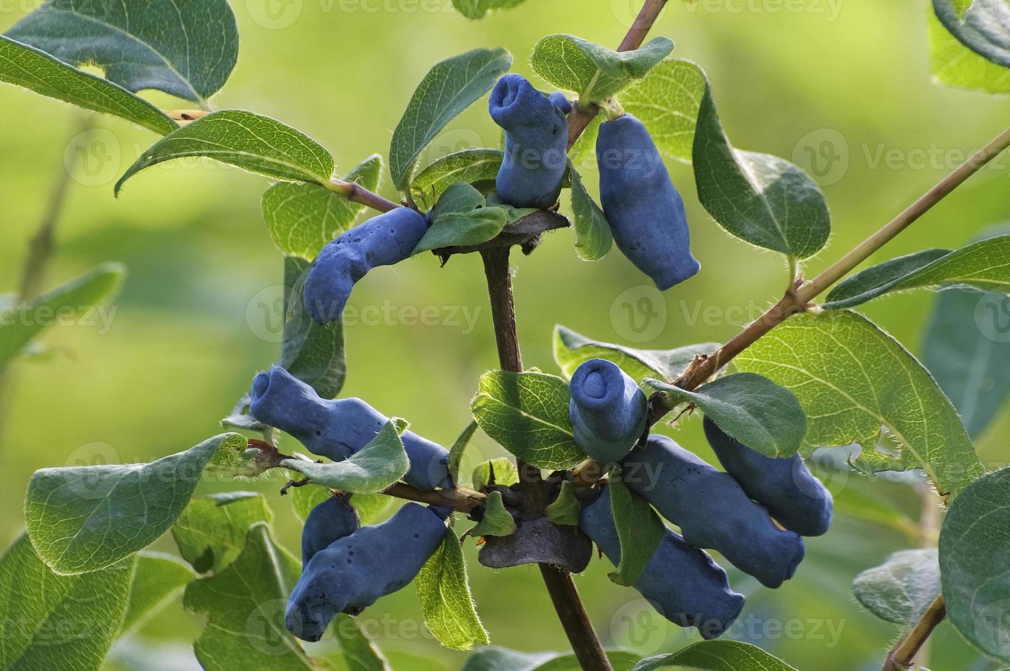 närbild bild av blå kaprifol frukter foto