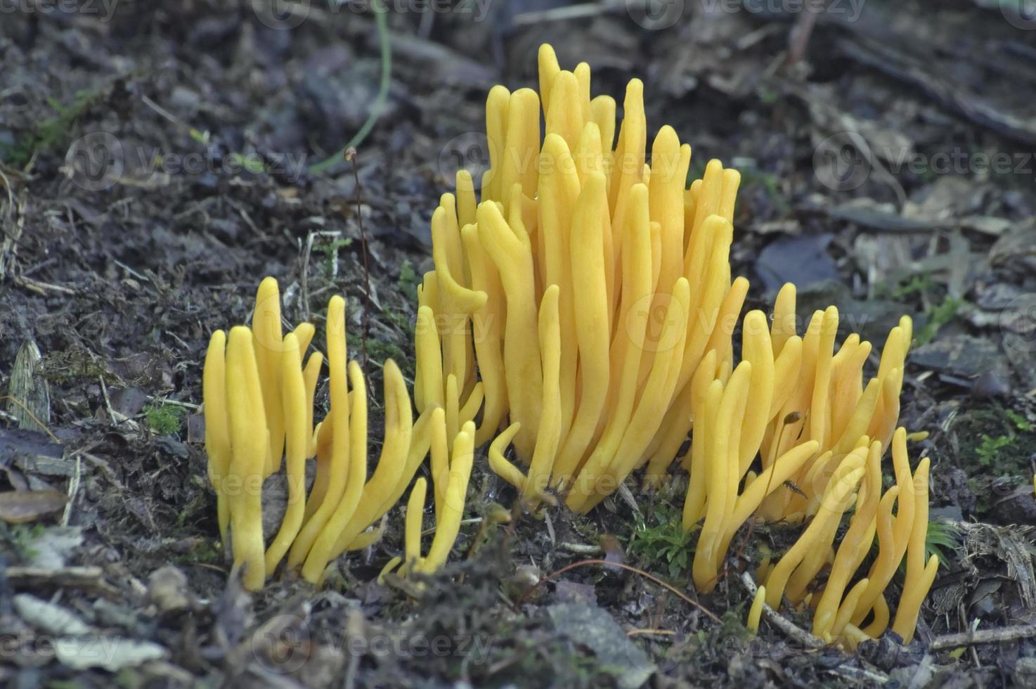 gyllene spindelsvamp, clavulinopsis fusiformis, spindelformad gul korall och spindelformad älvklubb. foto