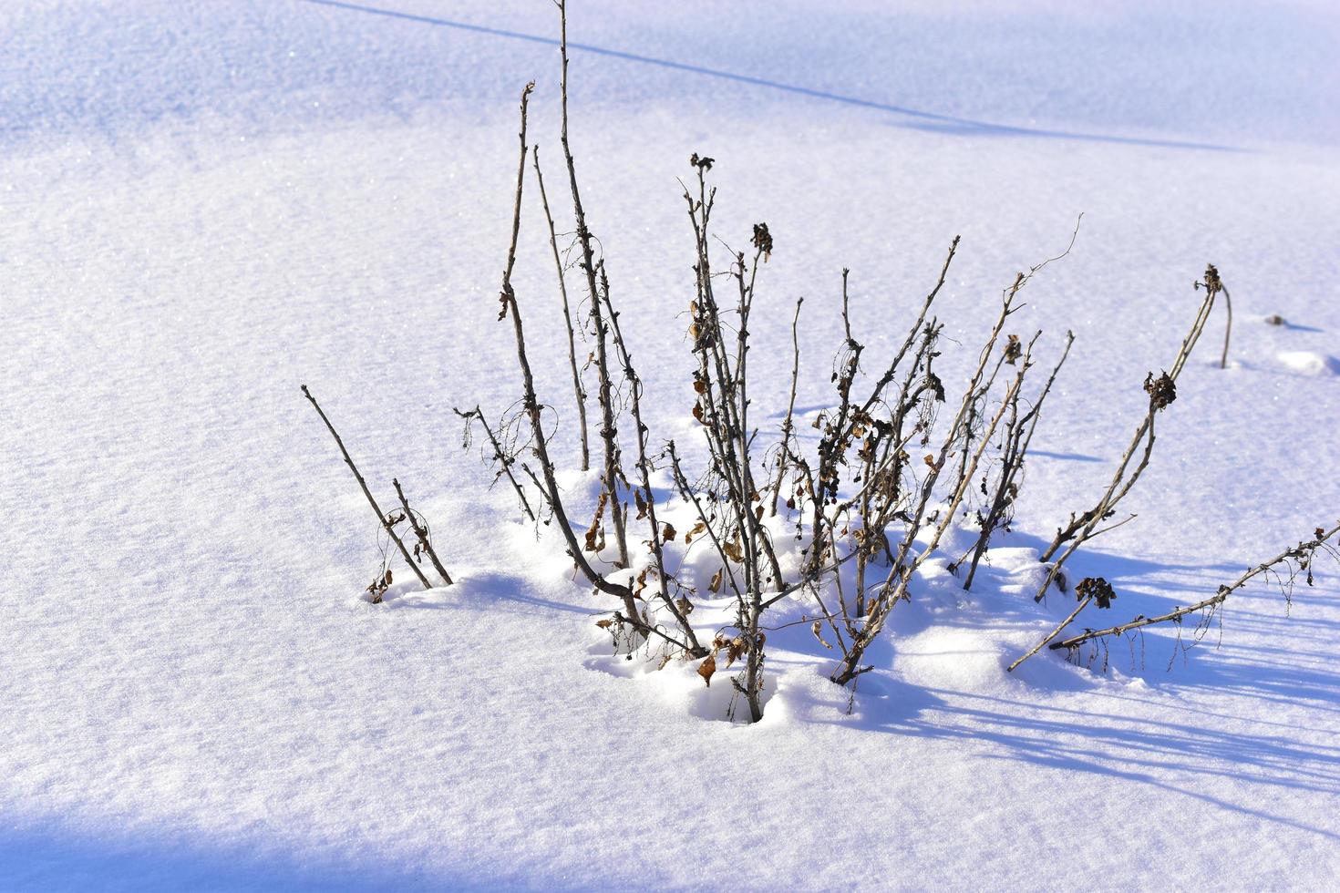 snöigt landskap med trädgrenar i trädgården foto