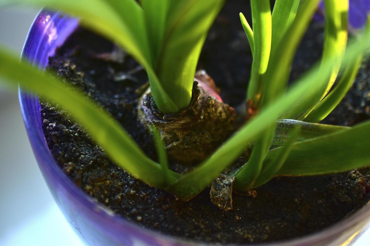 gröna blommor plantor i krukor på fönsterbrädan foto