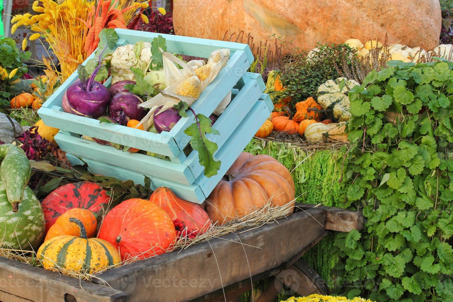 organisk pumpa och vegetabiliska på jordbruks rättvis. skörd höst tid begrepp. trädgård falla naturlig växt. tacksägelse halloween dekor. festlig bruka lantlig bakgrund. vegetarian mat. stänga upp foto