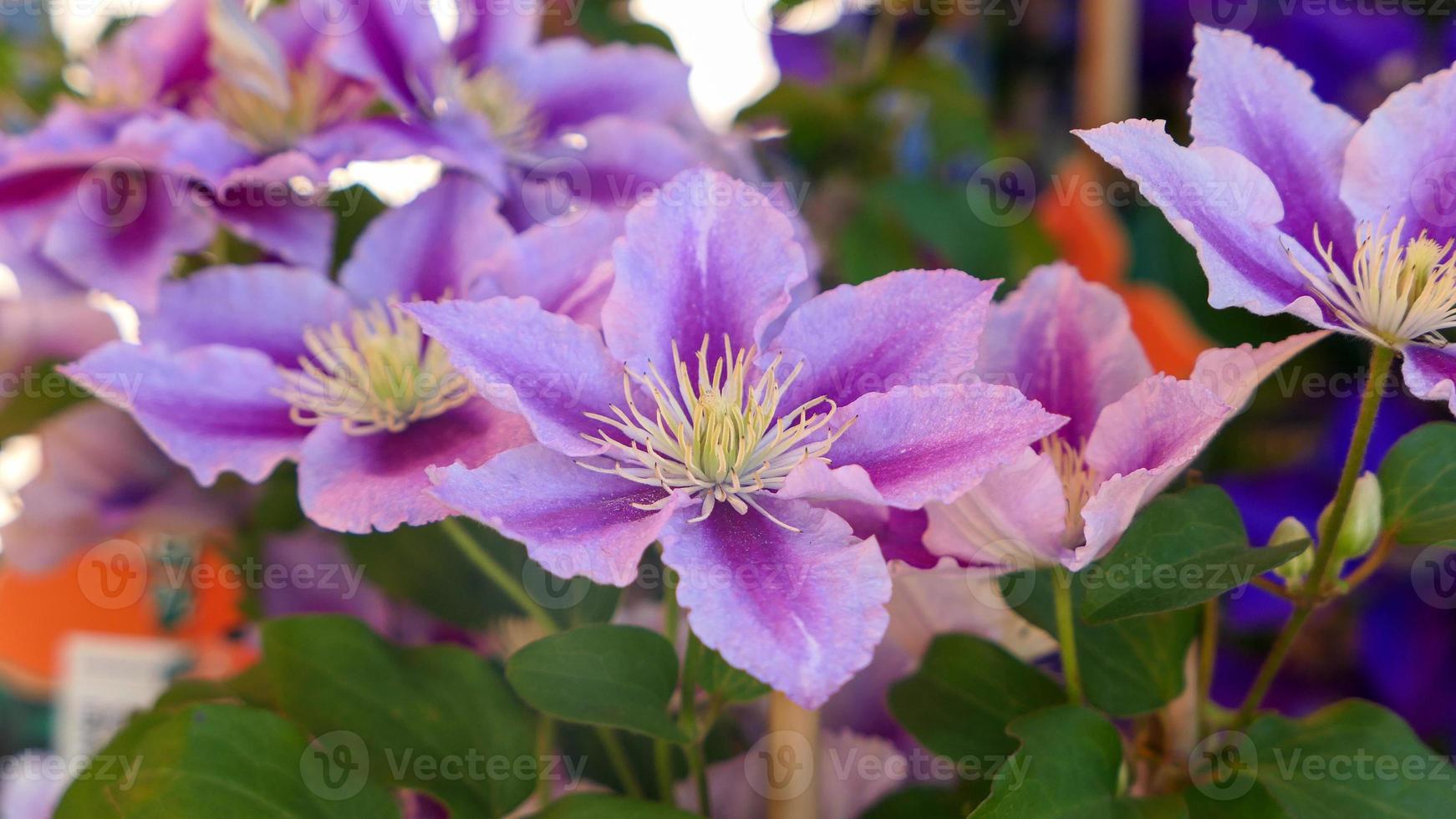 en skön clematis blommor utomhus foto