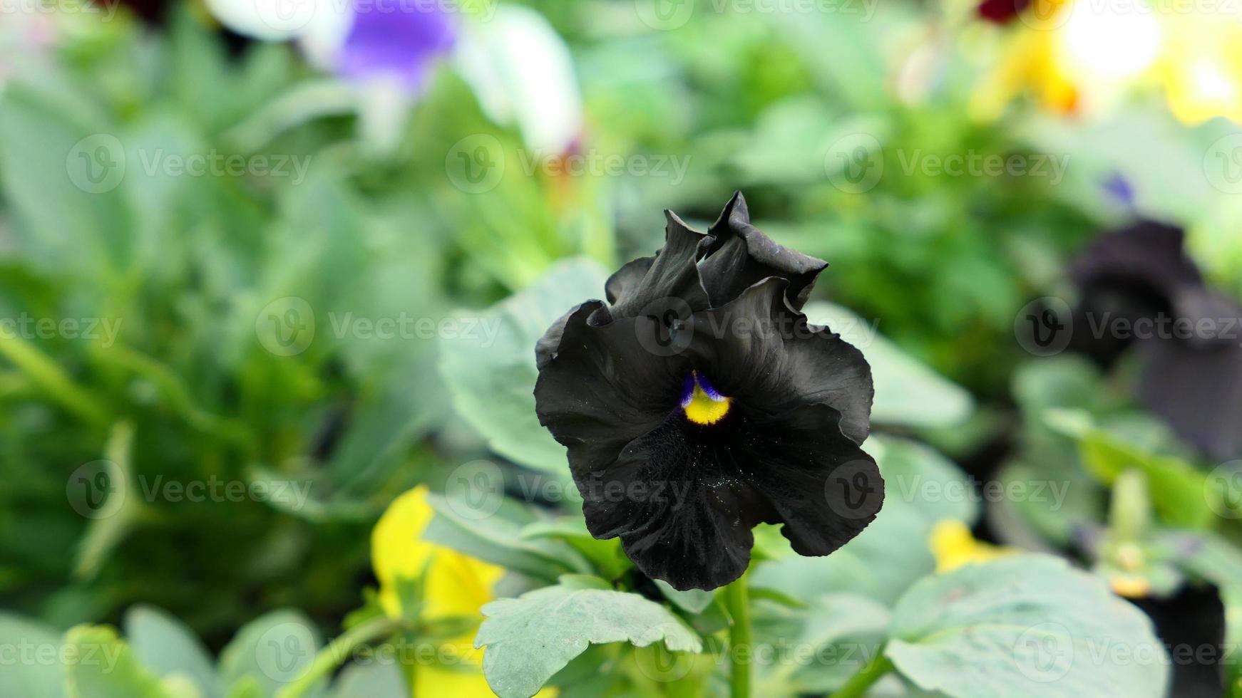 en skön fikus blommor utomhus foto