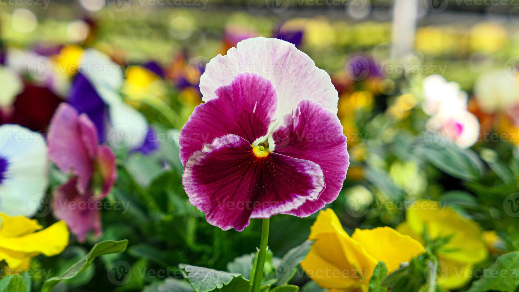 en skön fikus blommor utomhus foto