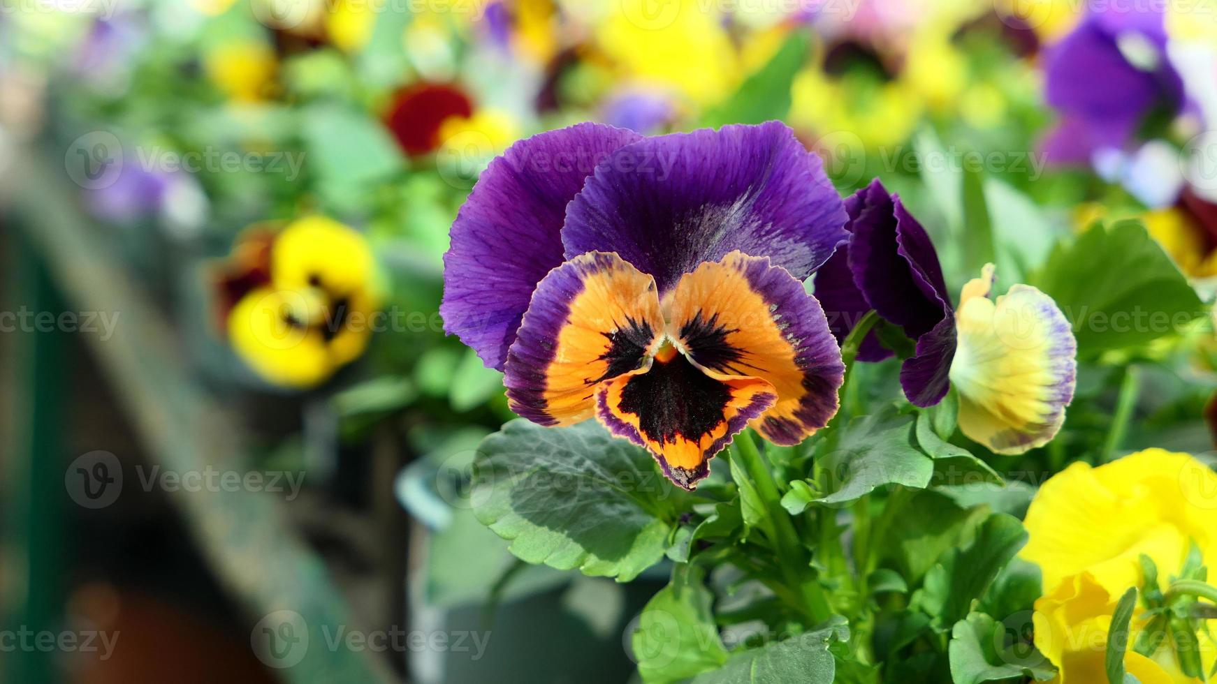 en skön fikus blommor utomhus foto