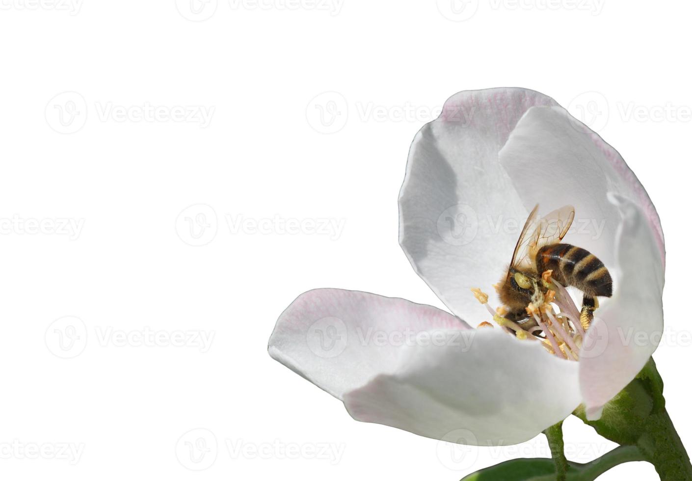 bi inuti blomma isolerat på vit foto