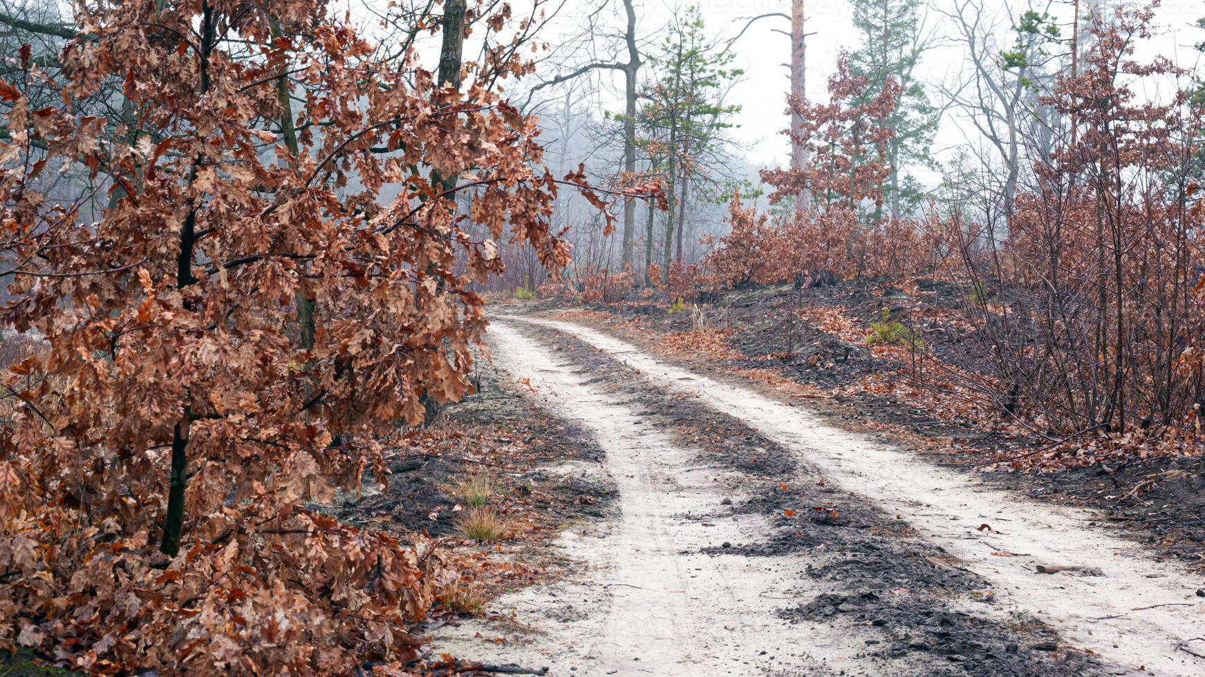 väg i en dimmig morgonskog foto