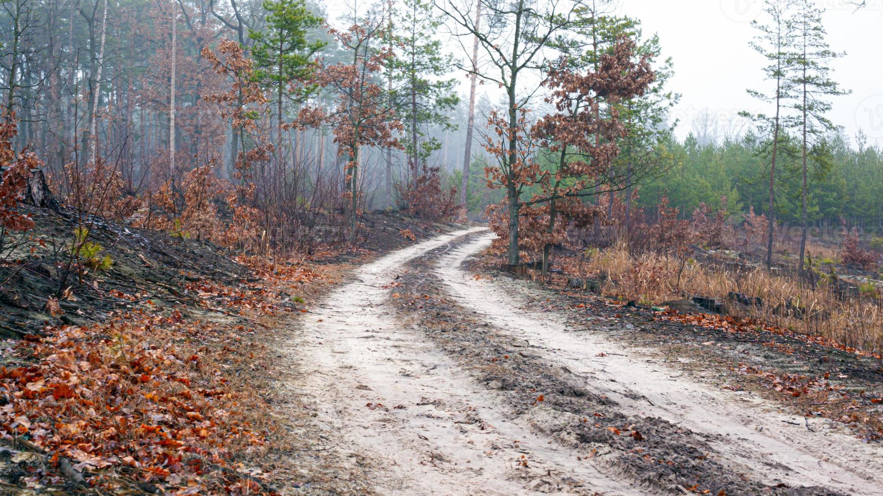 väg i en dimmig morgonskog foto