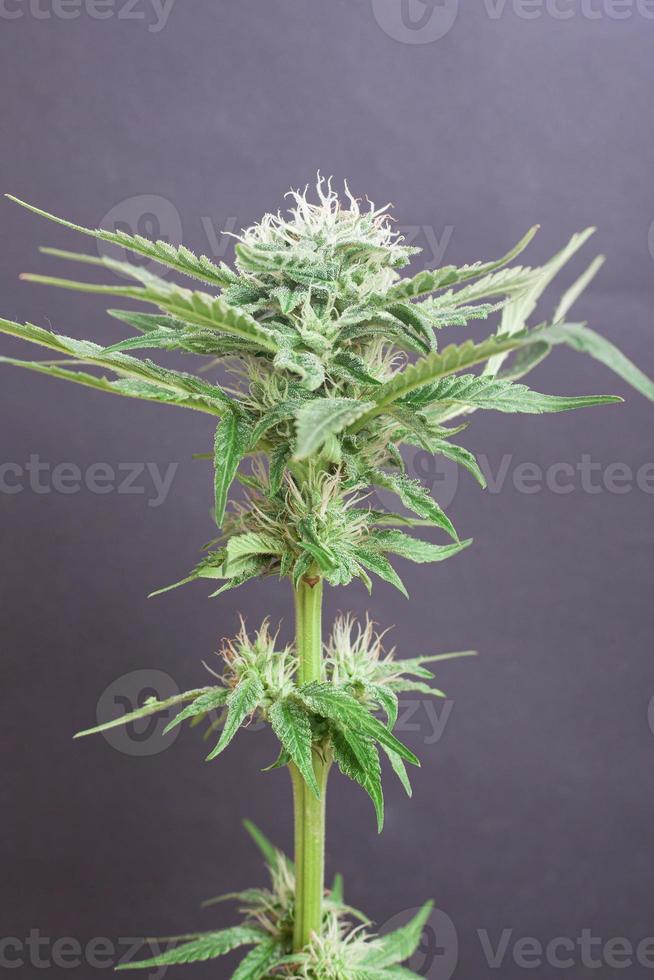 färska knoppar av medicinsk cannabis på en grå bakgrund foto