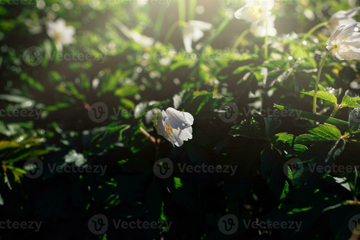 delikat vit anemoner bland grön löv på en värma vår dag i de skog foto