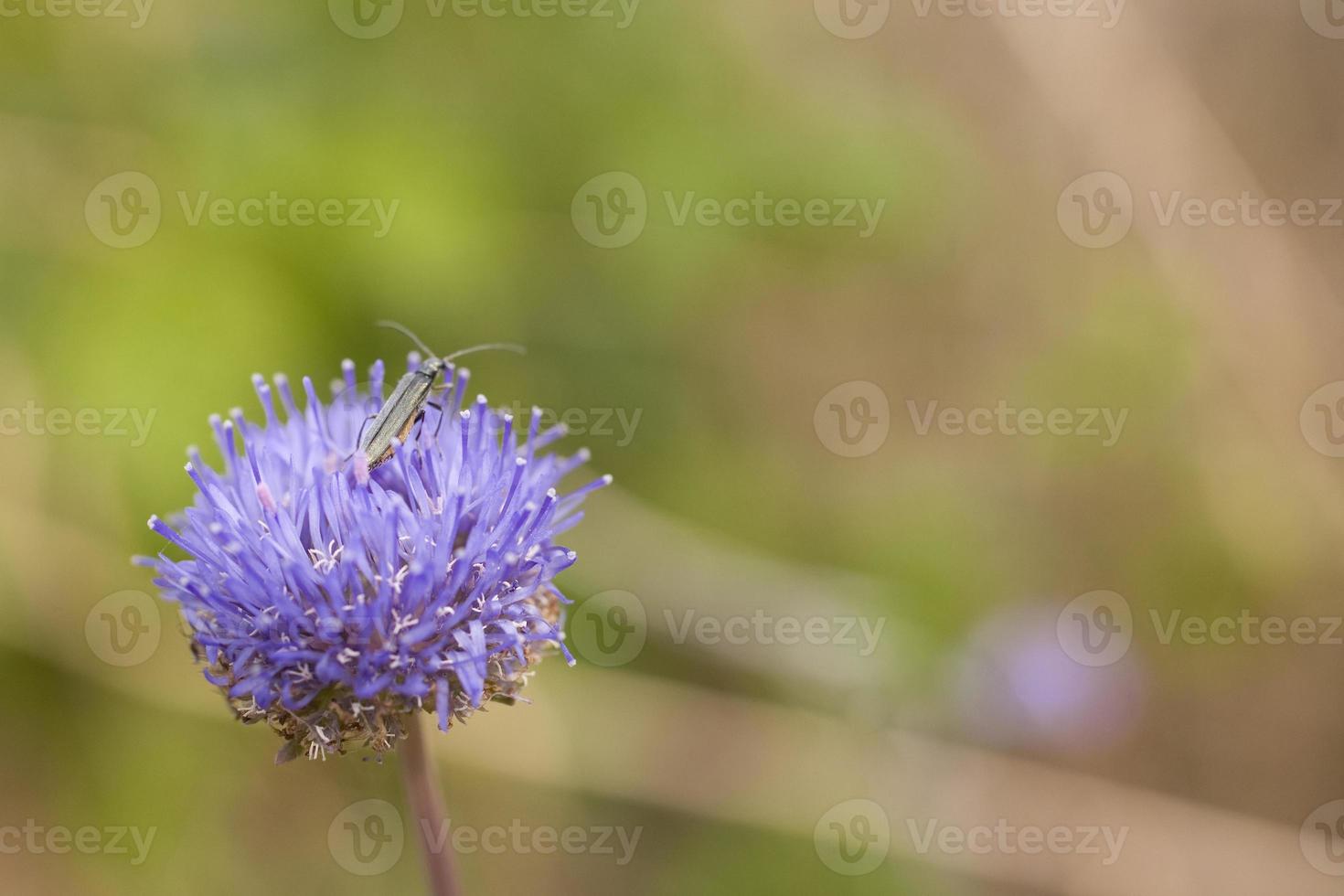 insekt på en lila blomma på en värma sommar dag i de äng foto