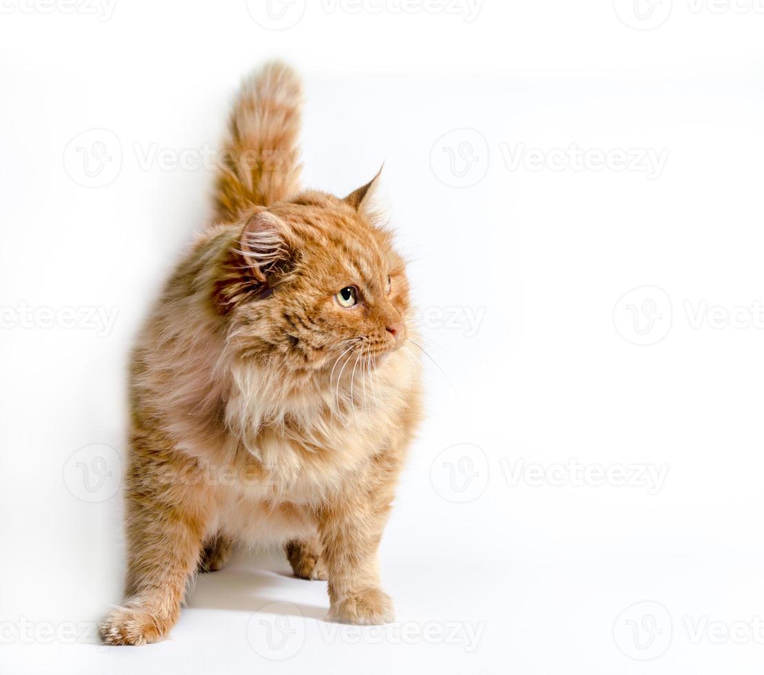 orange tabby på en vit bakgrund foto