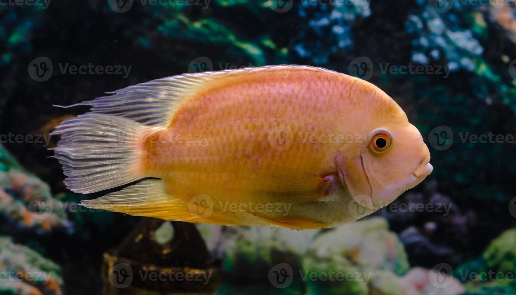 orange papegoja fisk foto