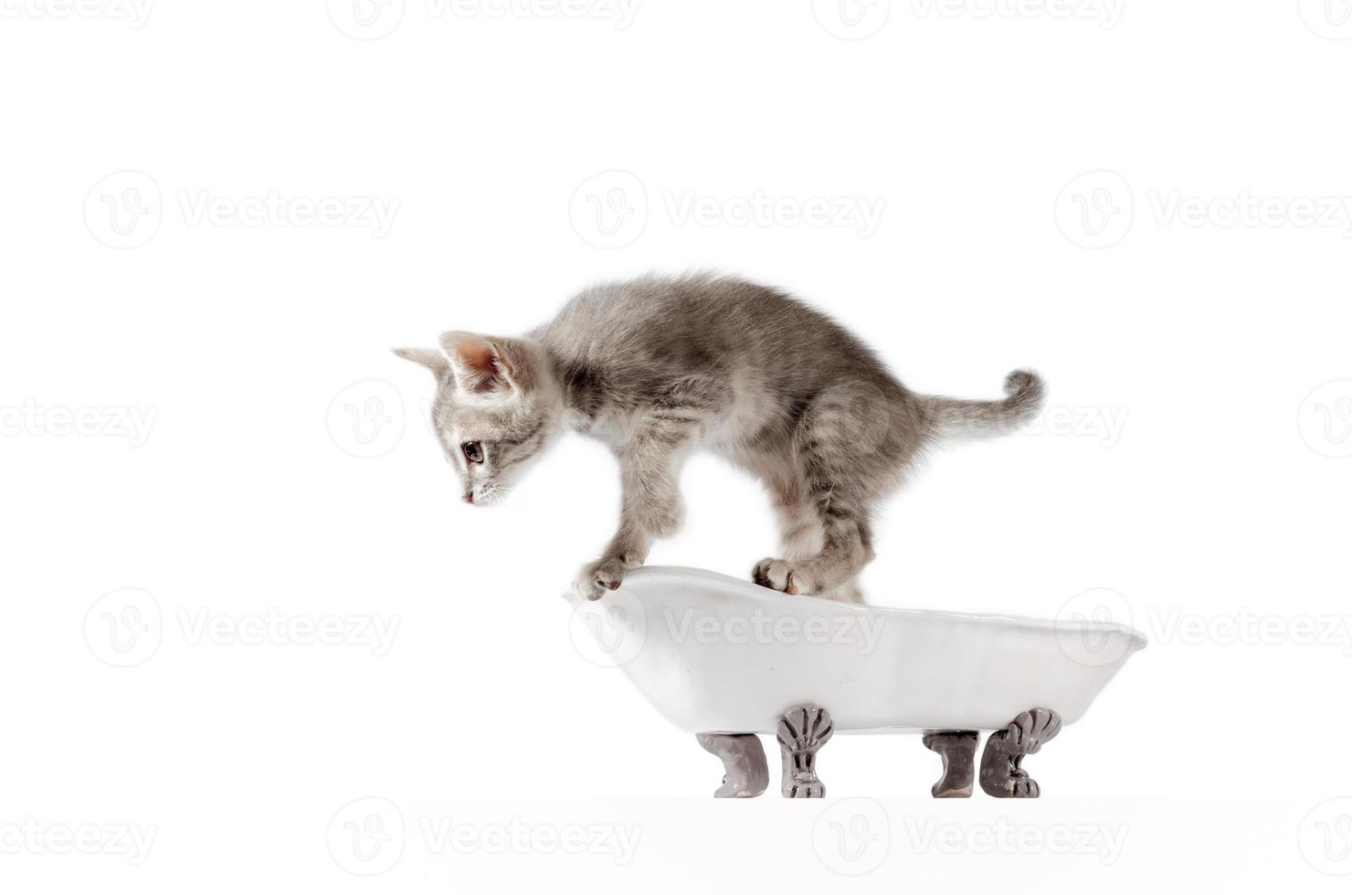 liten grå kattunge på ett badkar foto
