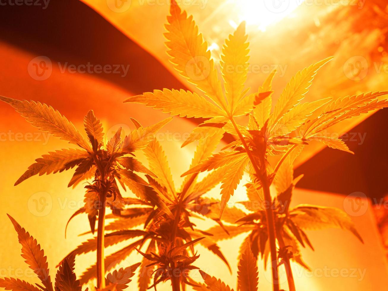 odling av cannabis inomhus under konstgjorda lampor foto