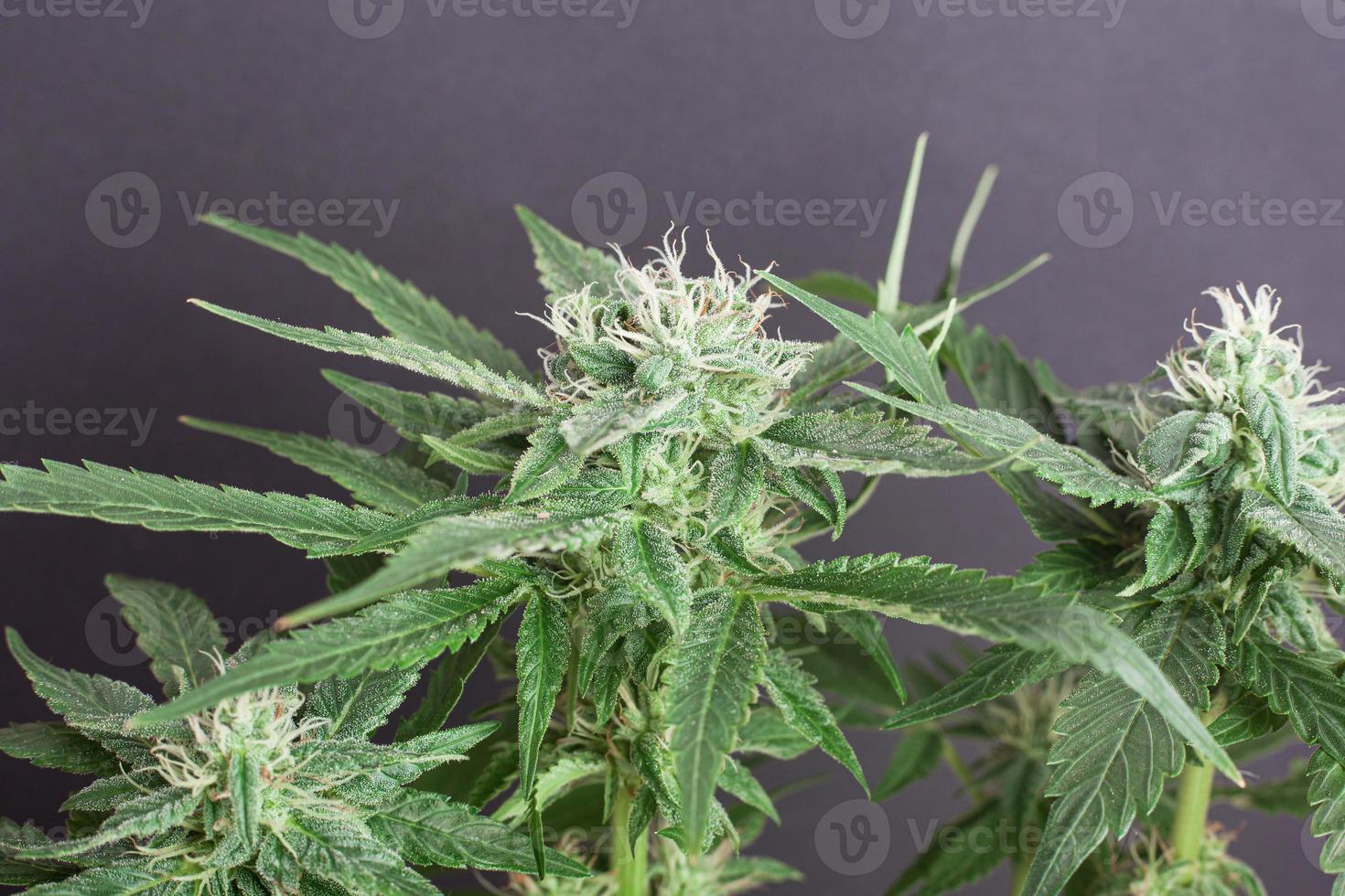 vacker blommande cannabisbuske med snövita knoppar strödda med trichomer foto