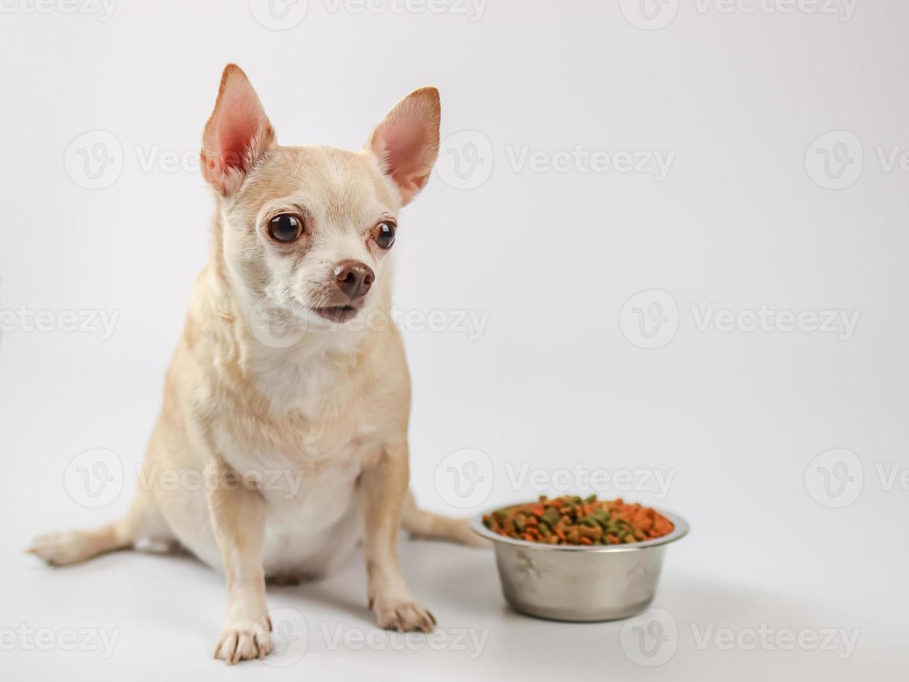 brun kort hår chihuahua hund Sammanträde bredvid hund mat skål på vit bakgrund, väntar för hans måltid. sällskapsdjur hälsa eller beteende begrepp. foto