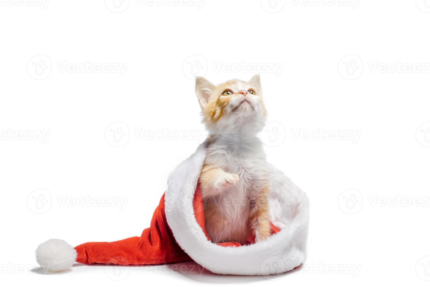 ingefära kattunge inuti en santa hatt på en vit bakgrund foto