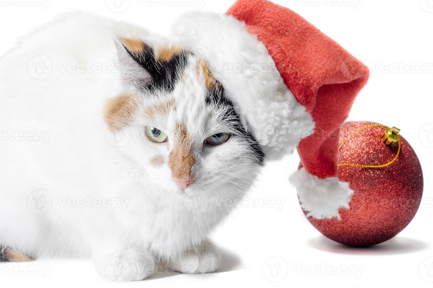 katt som bär en santa hatt foto