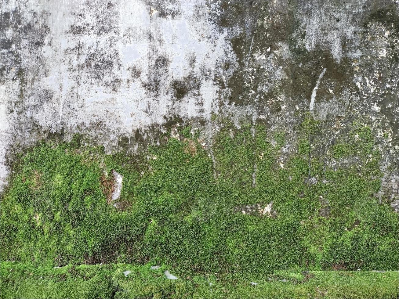 närbild gammal grunge spricka grå betong eller cement vägg textur bakgrund med grön mossa och sten eller sten vägg på de botten foto
