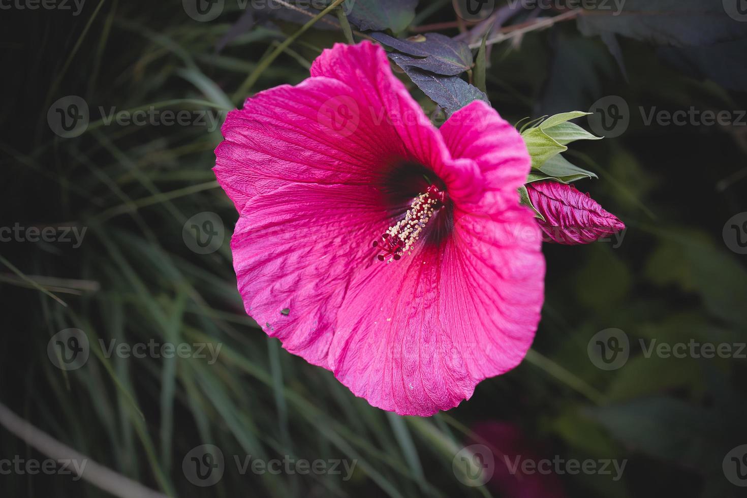 stor rosa naturlig hibiskus blomma på buske på sommar dag foto