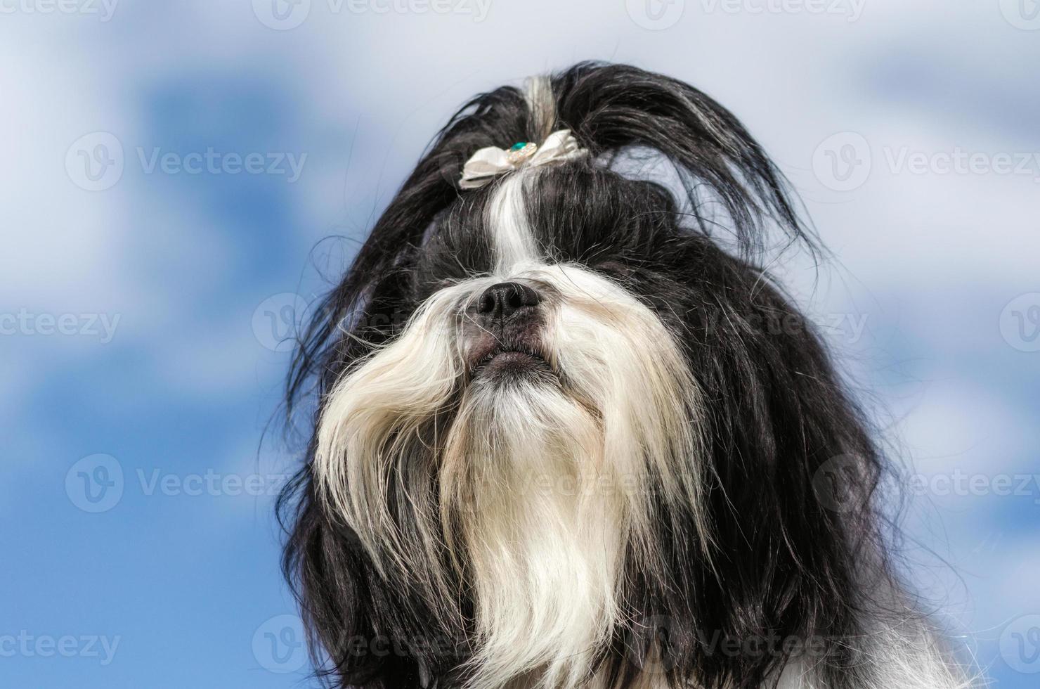 shih tzu närbild foto