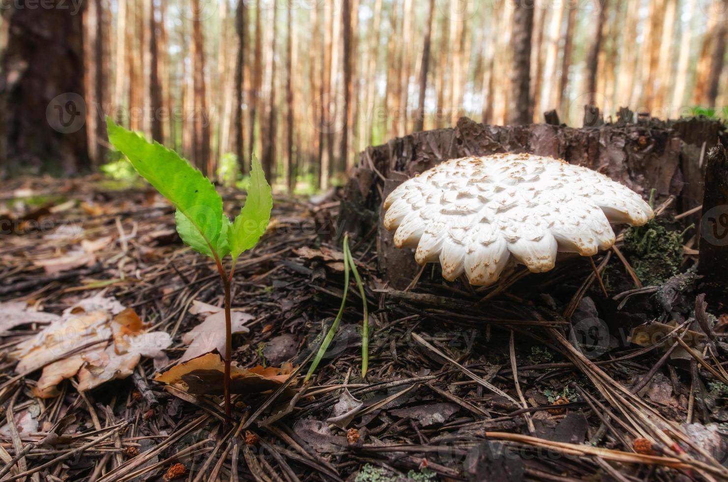 svamp i en skog foto