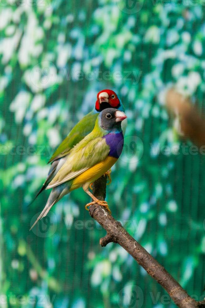 skön fåglar guldova amadina erythrura gouldiae Sammanträde på en gren foto