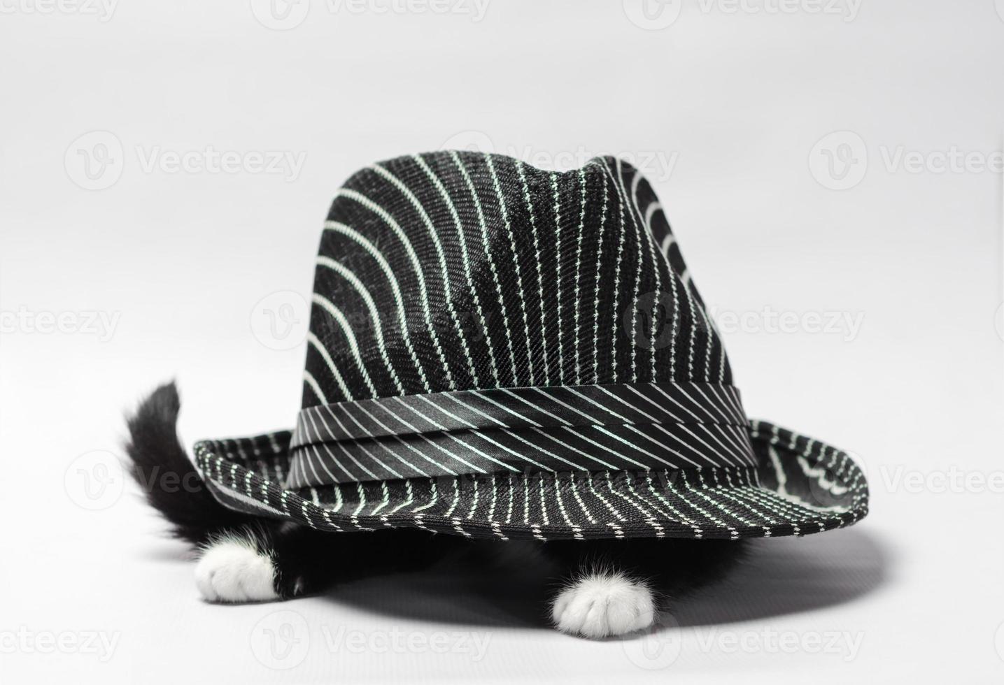 sidovy av en katt under en hatt foto