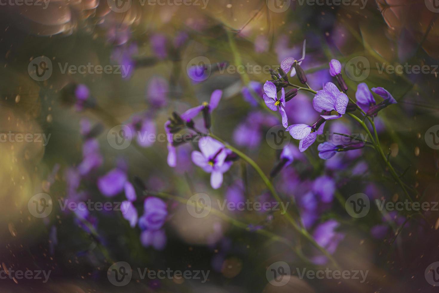 liten delikat lila vår blomma i de äng närbild foto