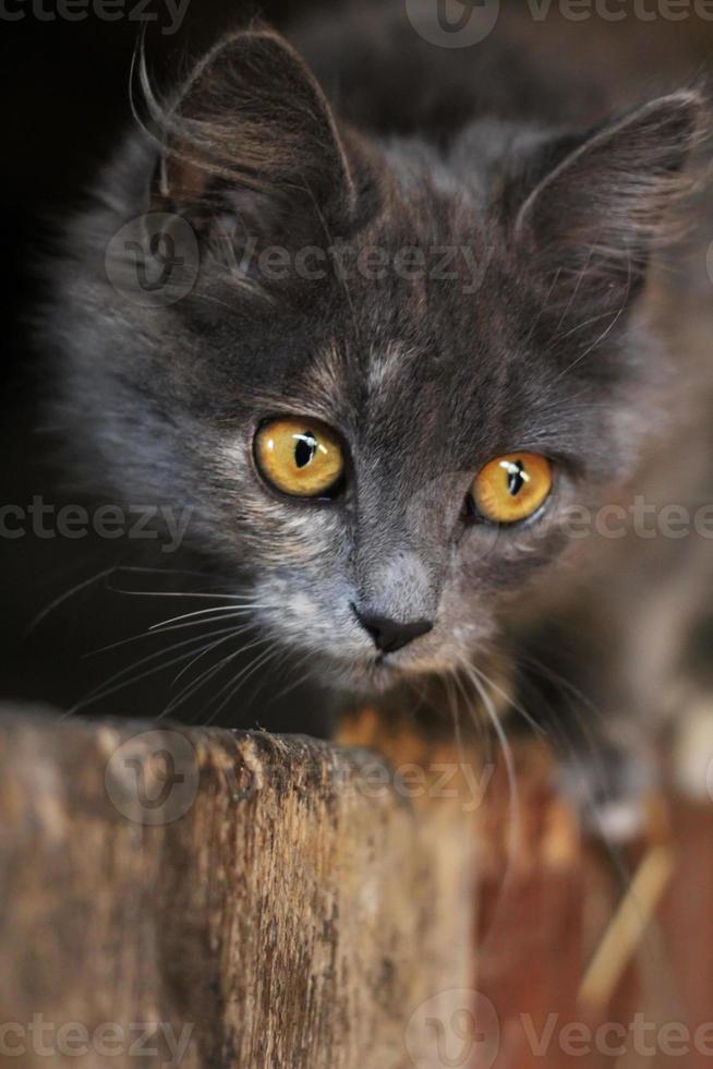 vacker grå katt. grå kattunge med genomträngande ögon som ser ut. selektivt fokus. foto