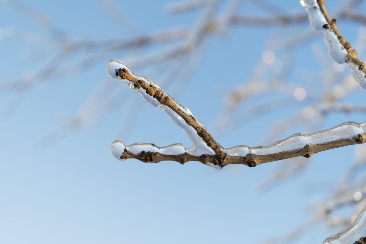 trädben och grenar täckta av istappar foto