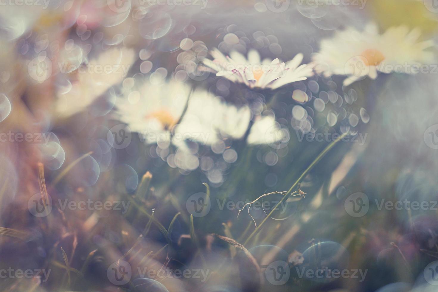 liten vit daisy på de gräsmatta i närbild med bokeh i de Sol foto