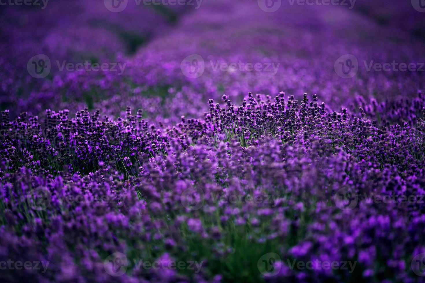 havet av lavendel blommor fokuserade på en i förgrunden, lavendel fält. foto