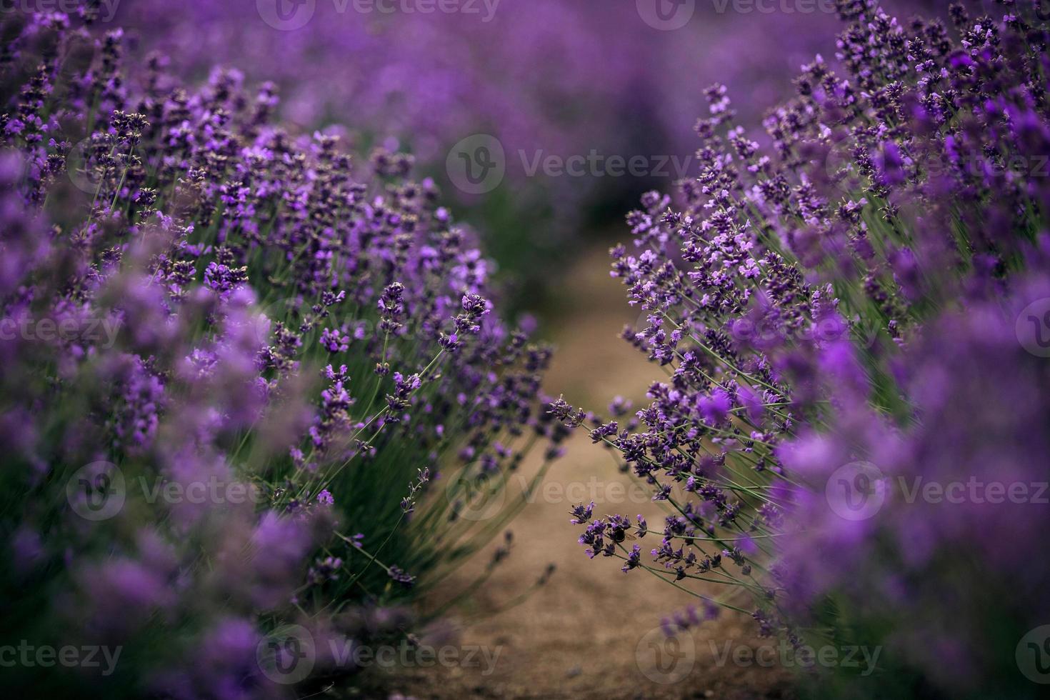 havet av lavendel blommor fokuserade på en i förgrunden, lavendel fält. foto