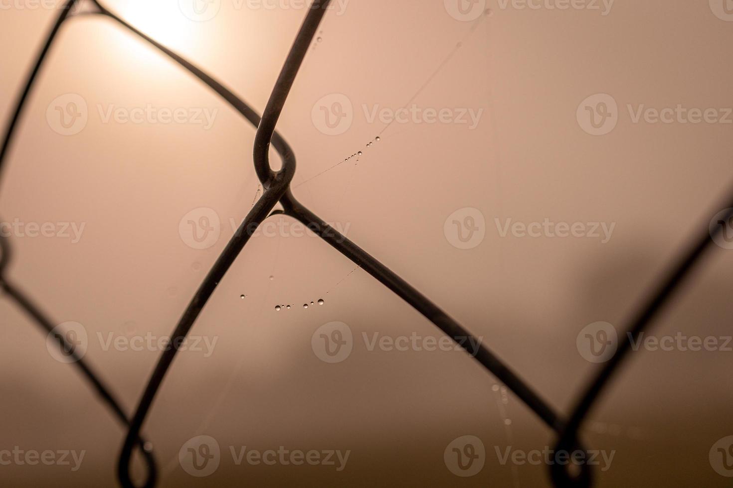 liten delikat vatten droppar på en Spindel webb i närbild på en dimmig dag foto