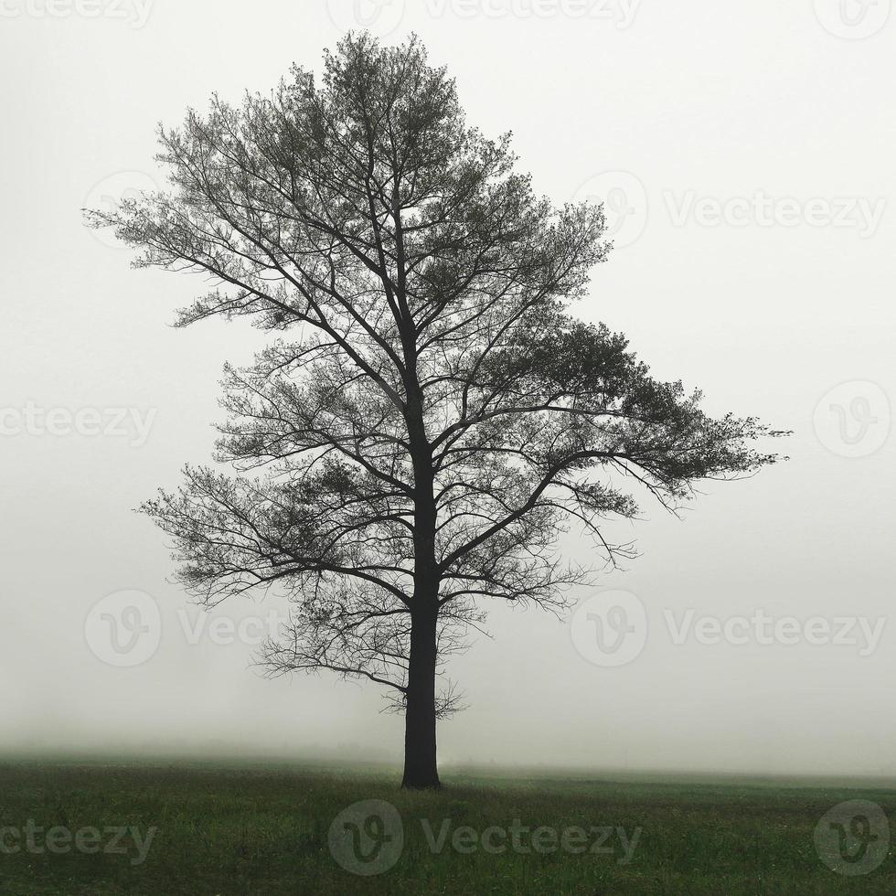 ett enda ensamt träd i ett dimmigt gårdsfält på morgonen dis och dimma. ett träd i fältet i dimman foto