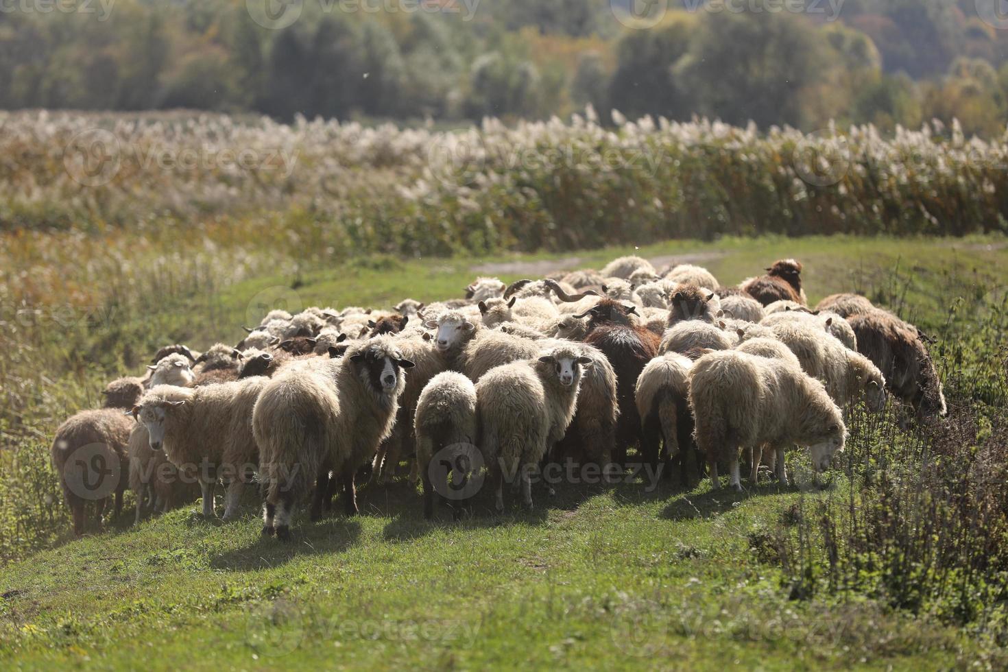 en flock vädrar betar ute i gräset på ängen. selektivt fokus foto